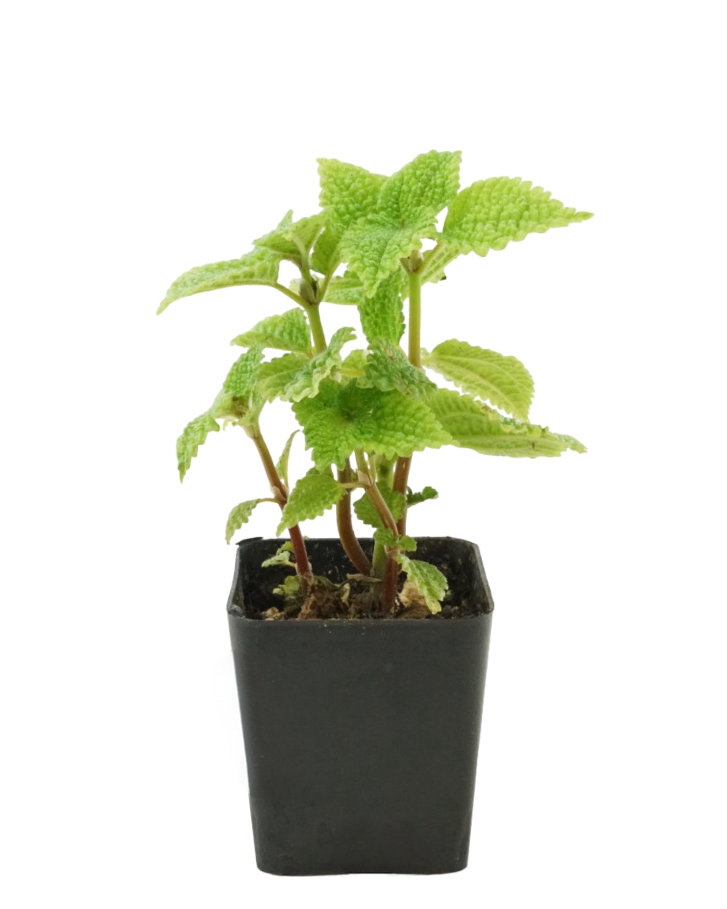 Pilea mollis 'Moon Valley'