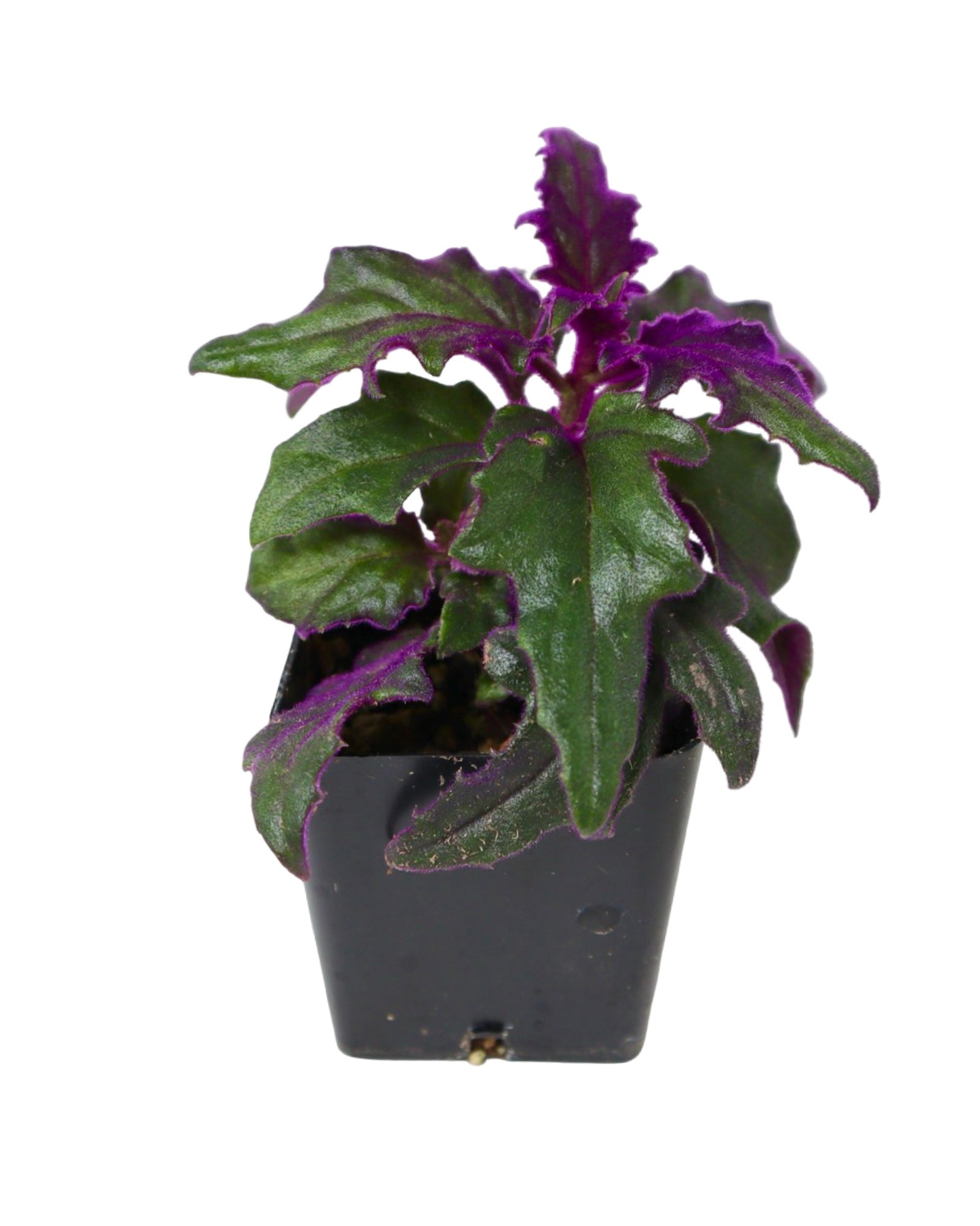 Gynura aurantiaca - House Plants