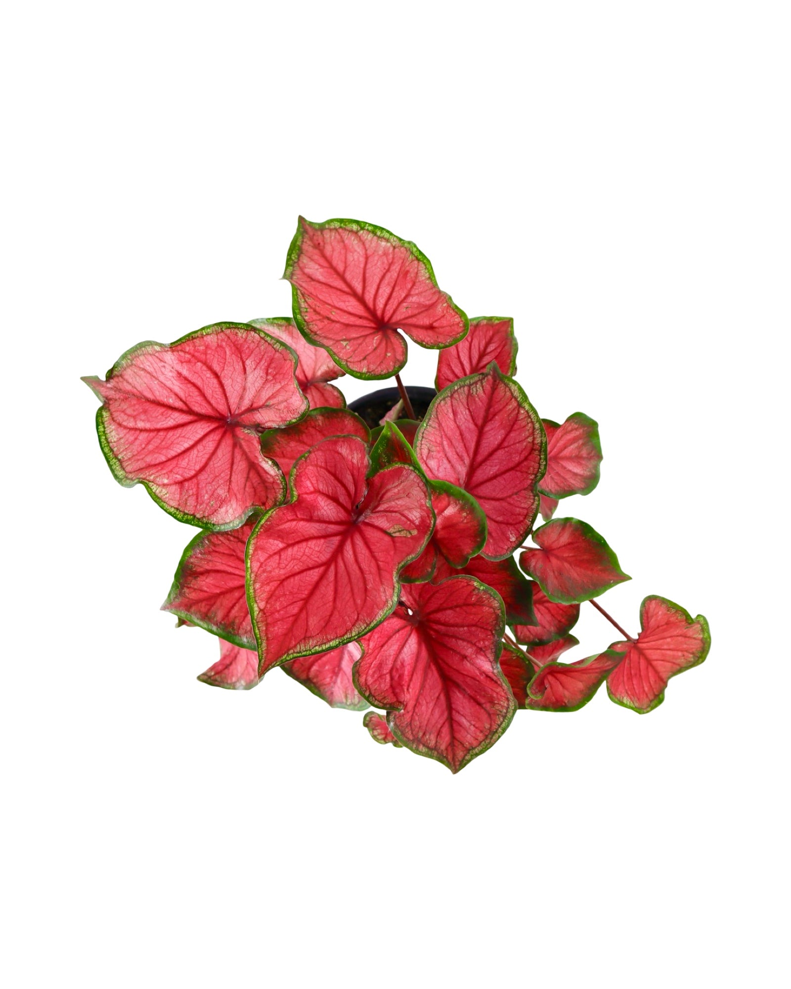 Caladium 'Red Glamour' - House Plants