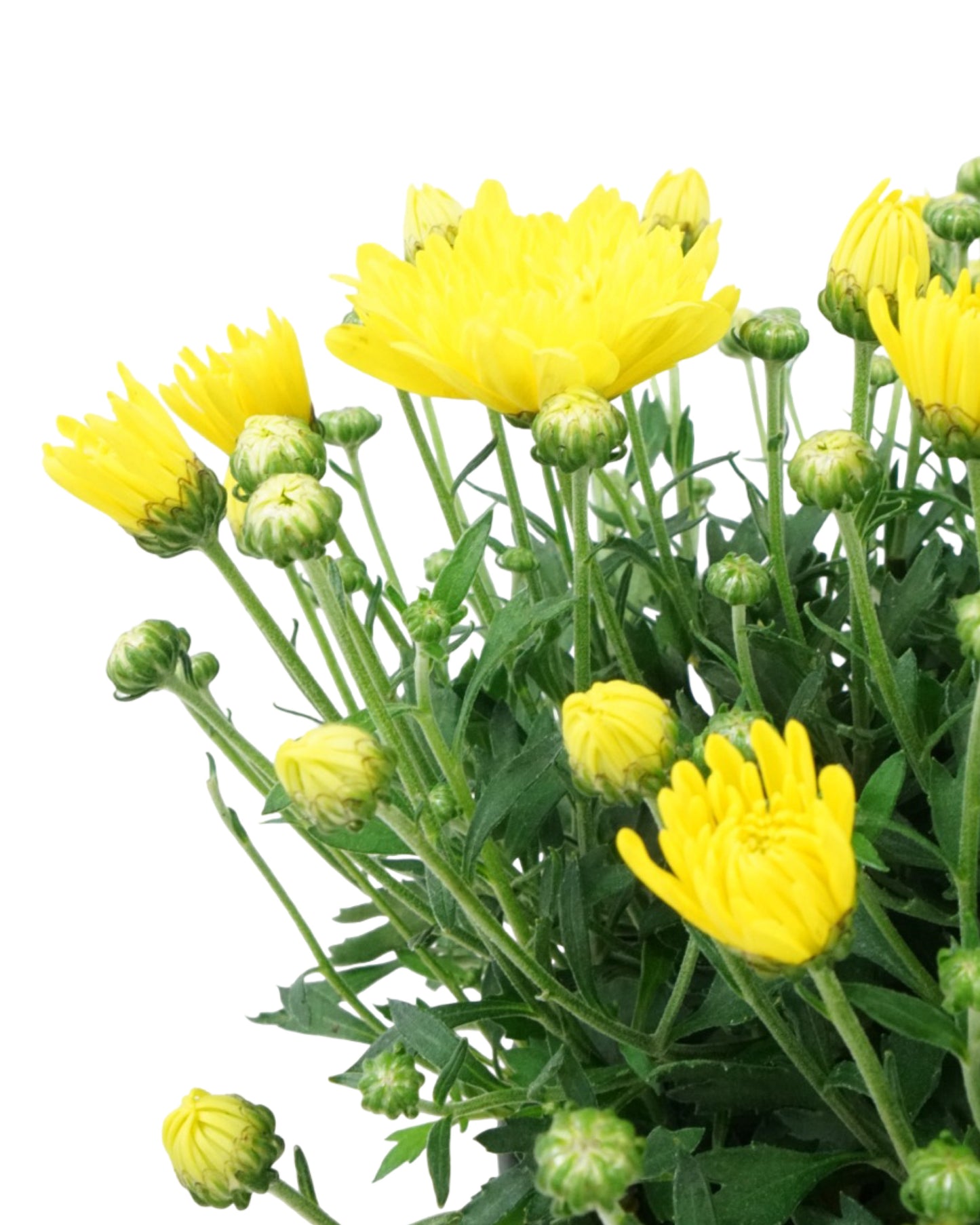 Chrysanthemum 'Elena Gold'