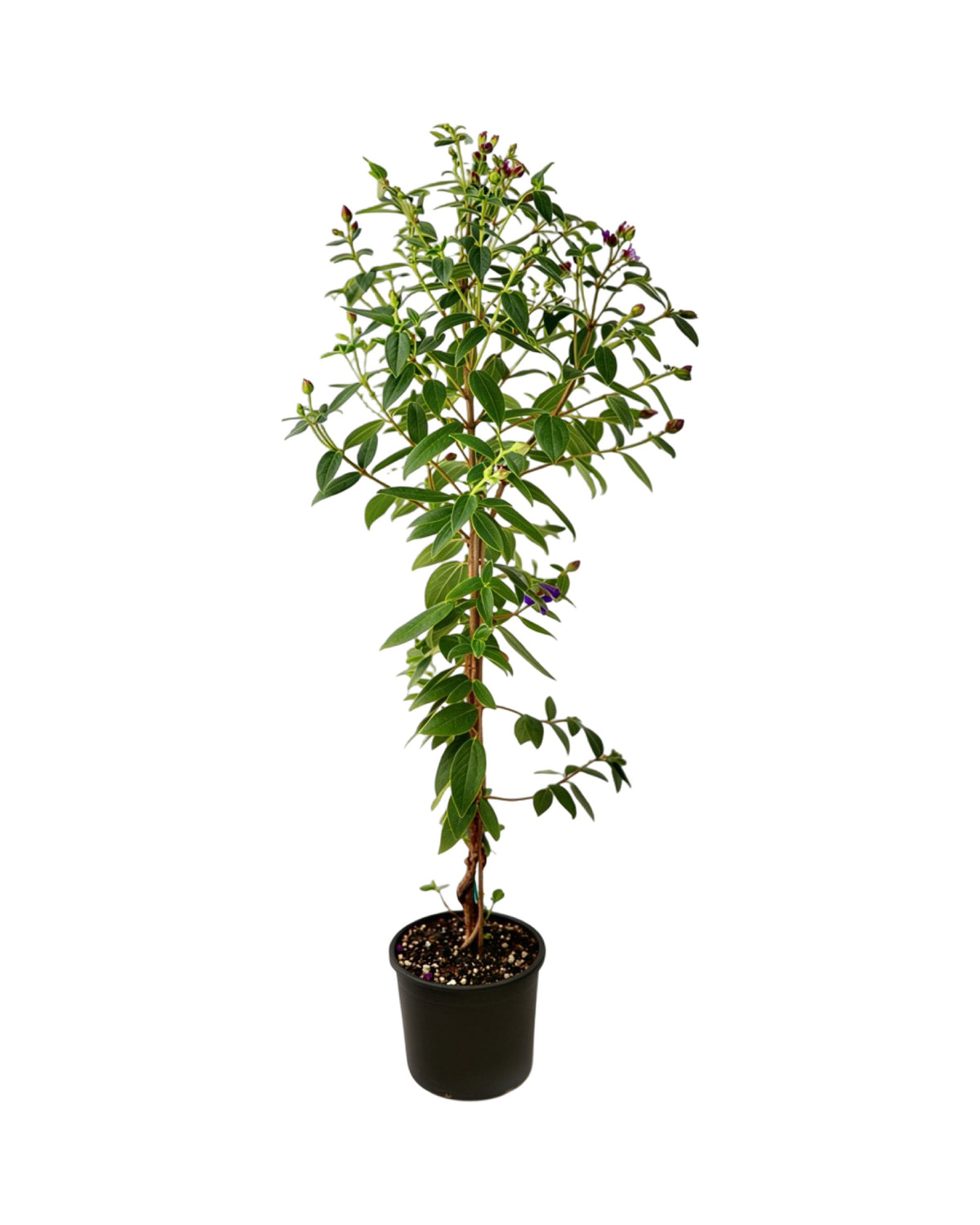Tibouchina urvilleana - Tropical Plants