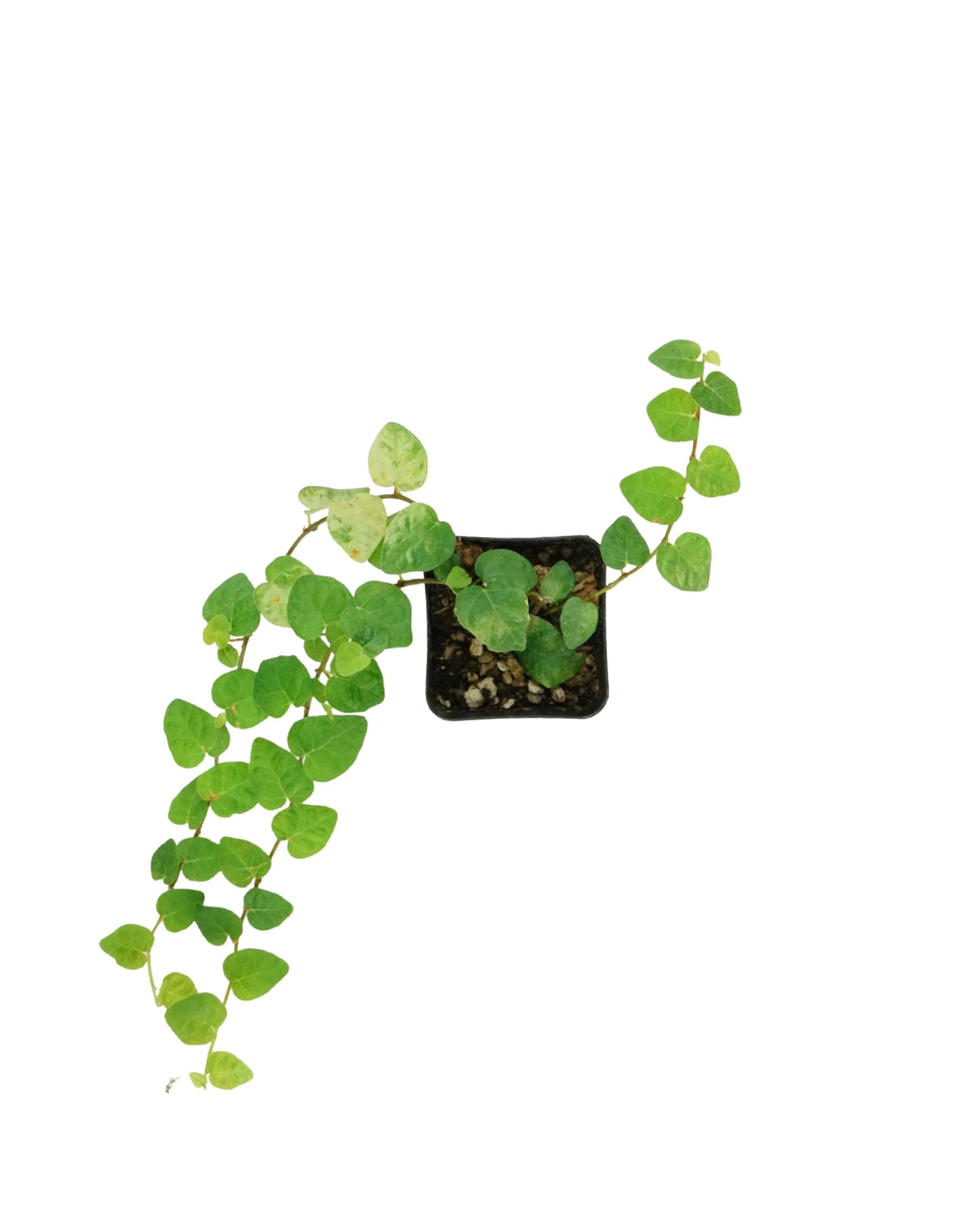 Ficus pumila - House Plants
