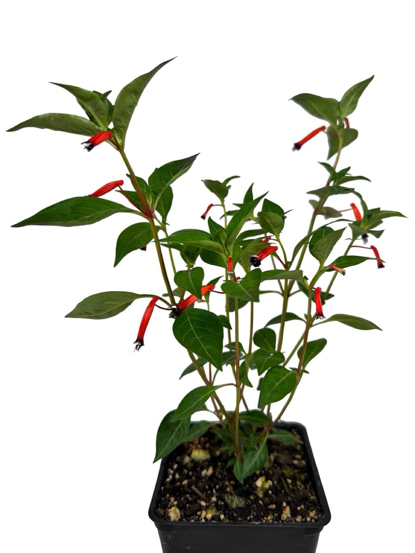 Cuphea 'Cherrybells' - Annuals