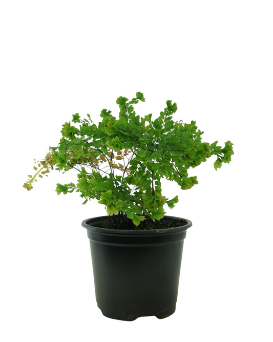 Adiantum tenerum 'Peacock'