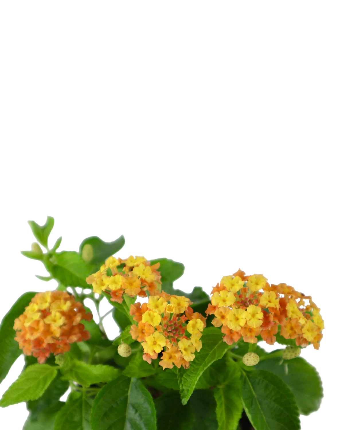 Lantana Bandolista™ 'Mango' - Annuals