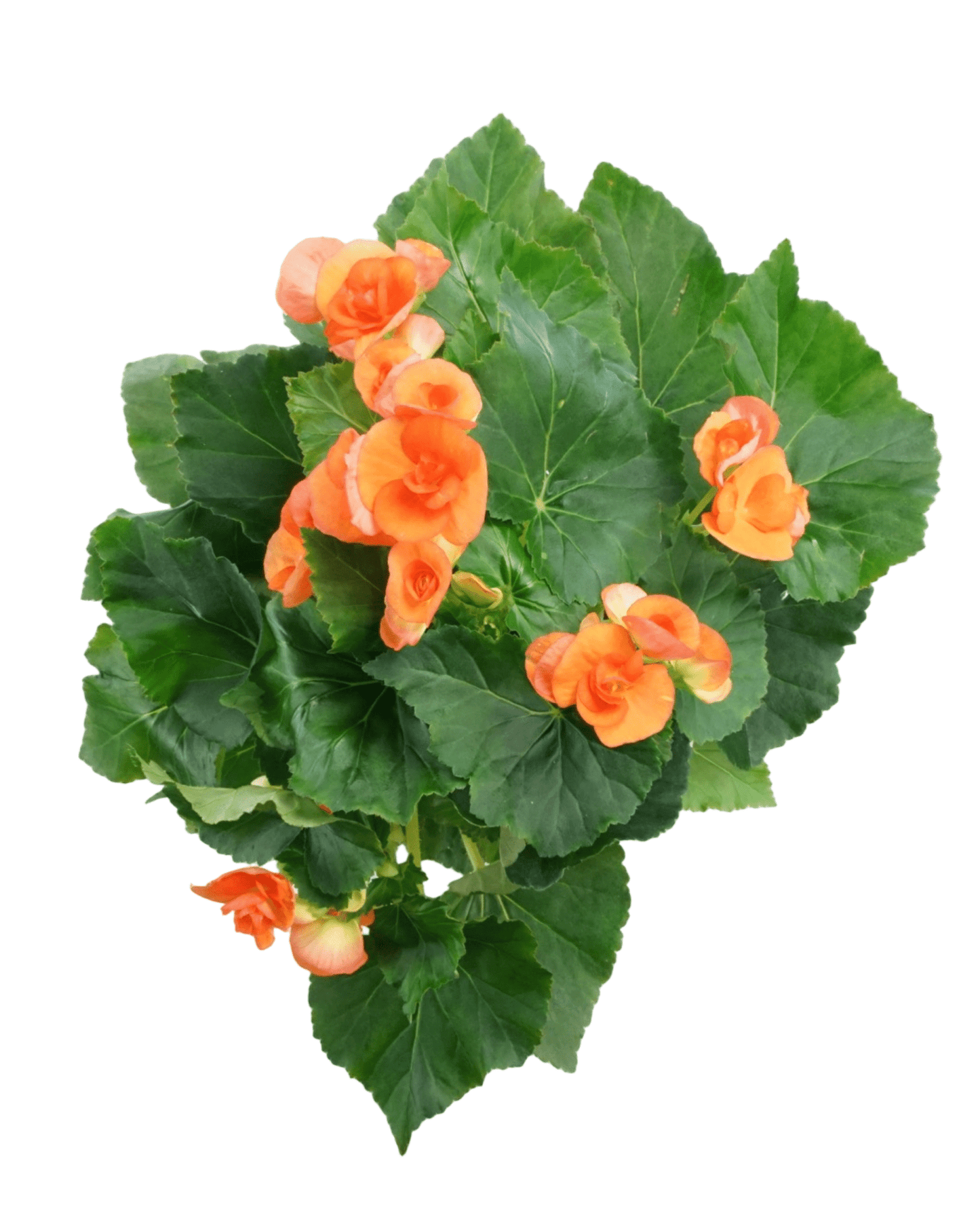 Begonia x hiemalis - The Garden Corner