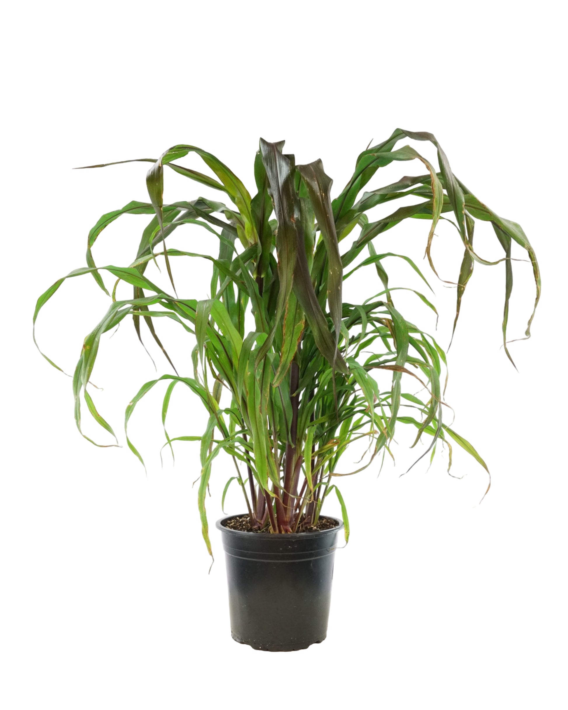 Millet 'Purple Majesty' - Annuals
