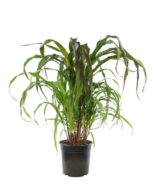 Millet 'Purple Majesty' - Annuals
