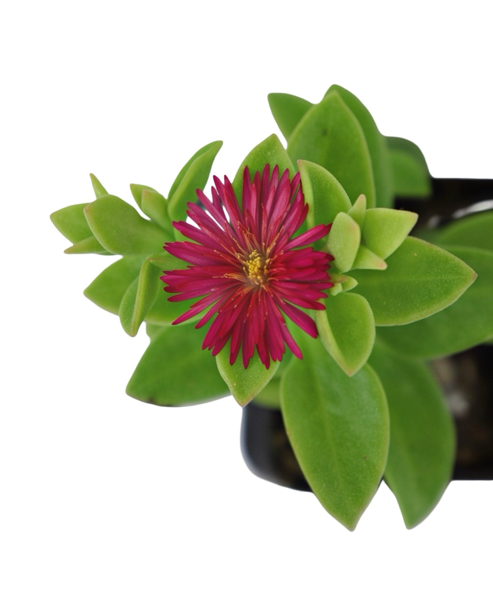 Mesembryanthemum cordifolium - House Plants