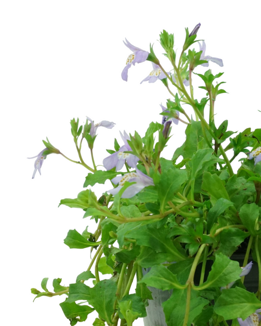 Mazus reptans