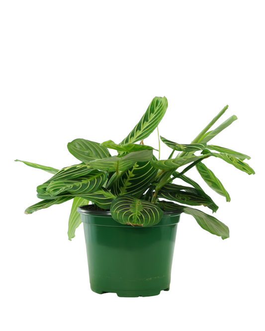 Maranta leuconeura 'Lemon Lime'