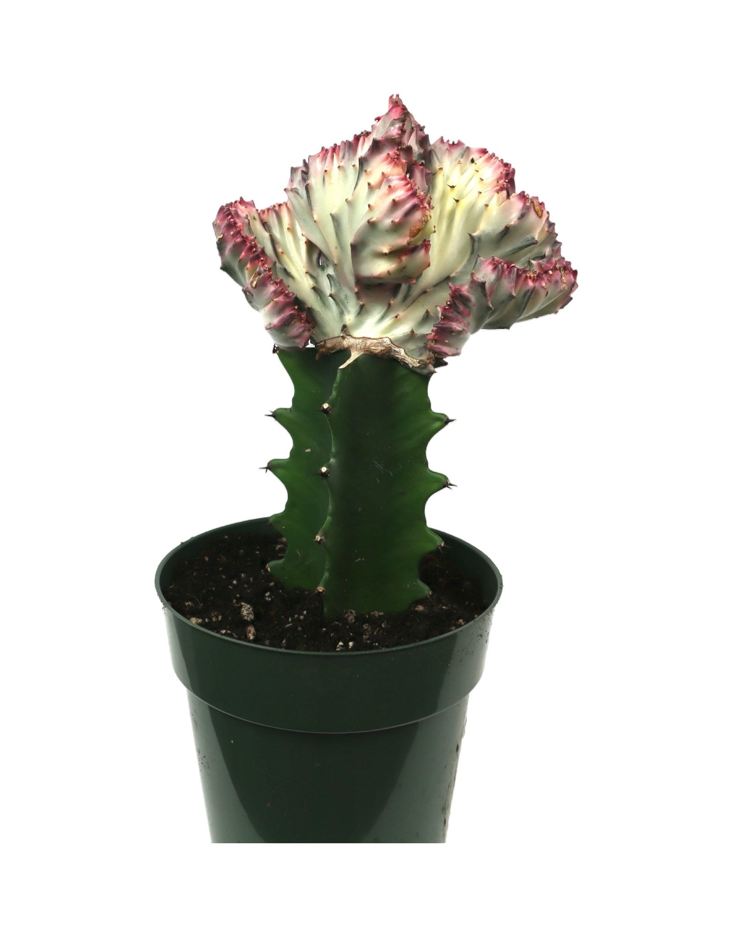 Euphorbia lactea crest