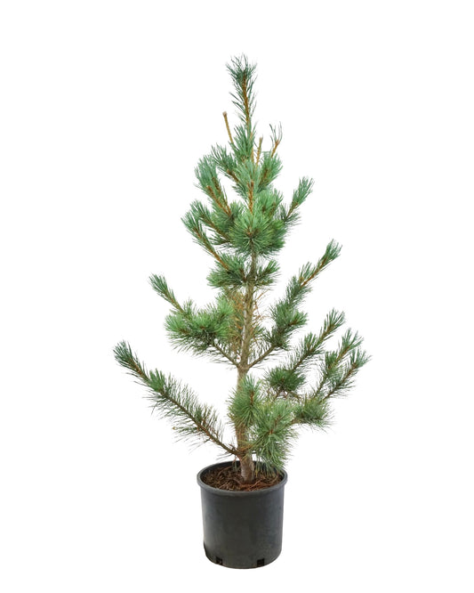 Pinus peuce 'Pacific Blue'