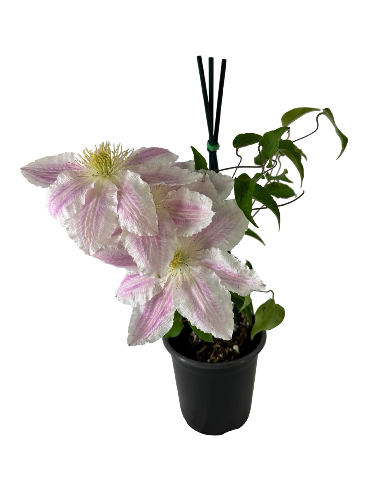 Clematis 'Cotton Candy' - Shrubs