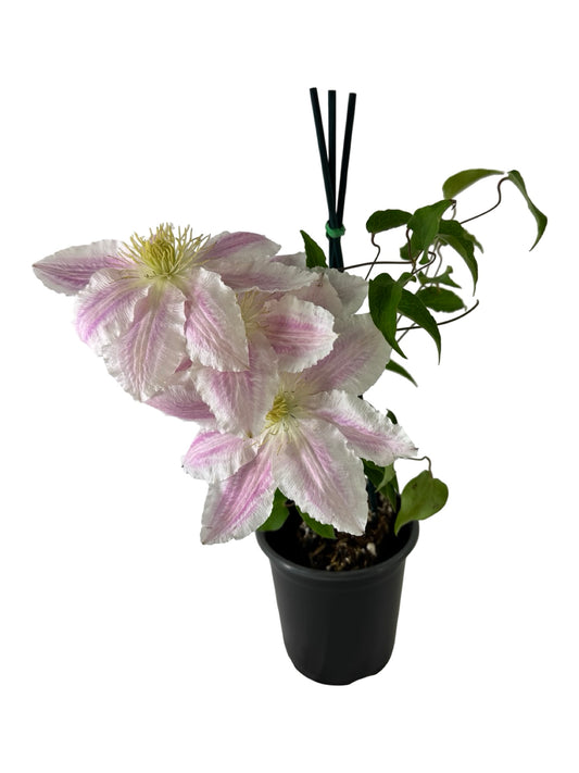 Clematis 'Cotton Candy' - Shrubs