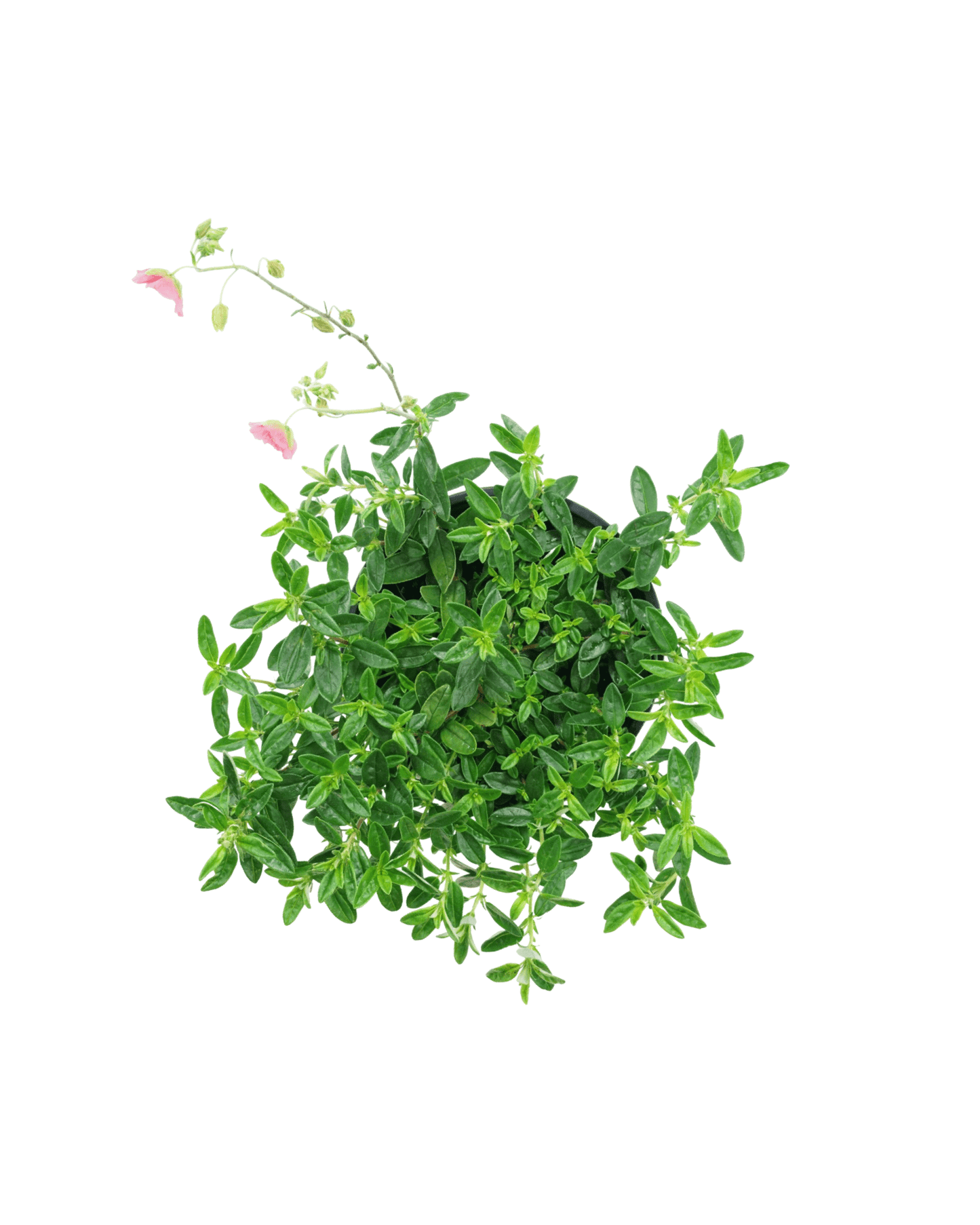 Helianthemum 'Ben Ledi' - The Garden Corner