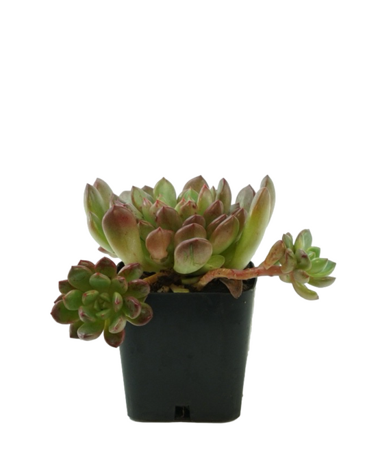 Graptoveria 'Bashful'