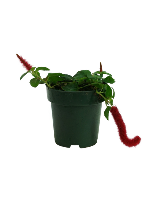 Acalypha hispida