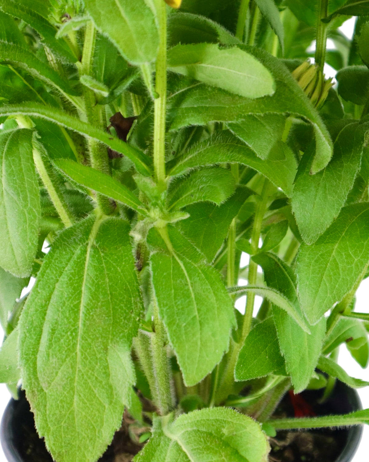 Echibeckia™ Summerina® Sunreef™ - Perennials