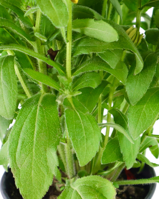 Echibeckia™ Summerina® Sunreef™ - Perennials