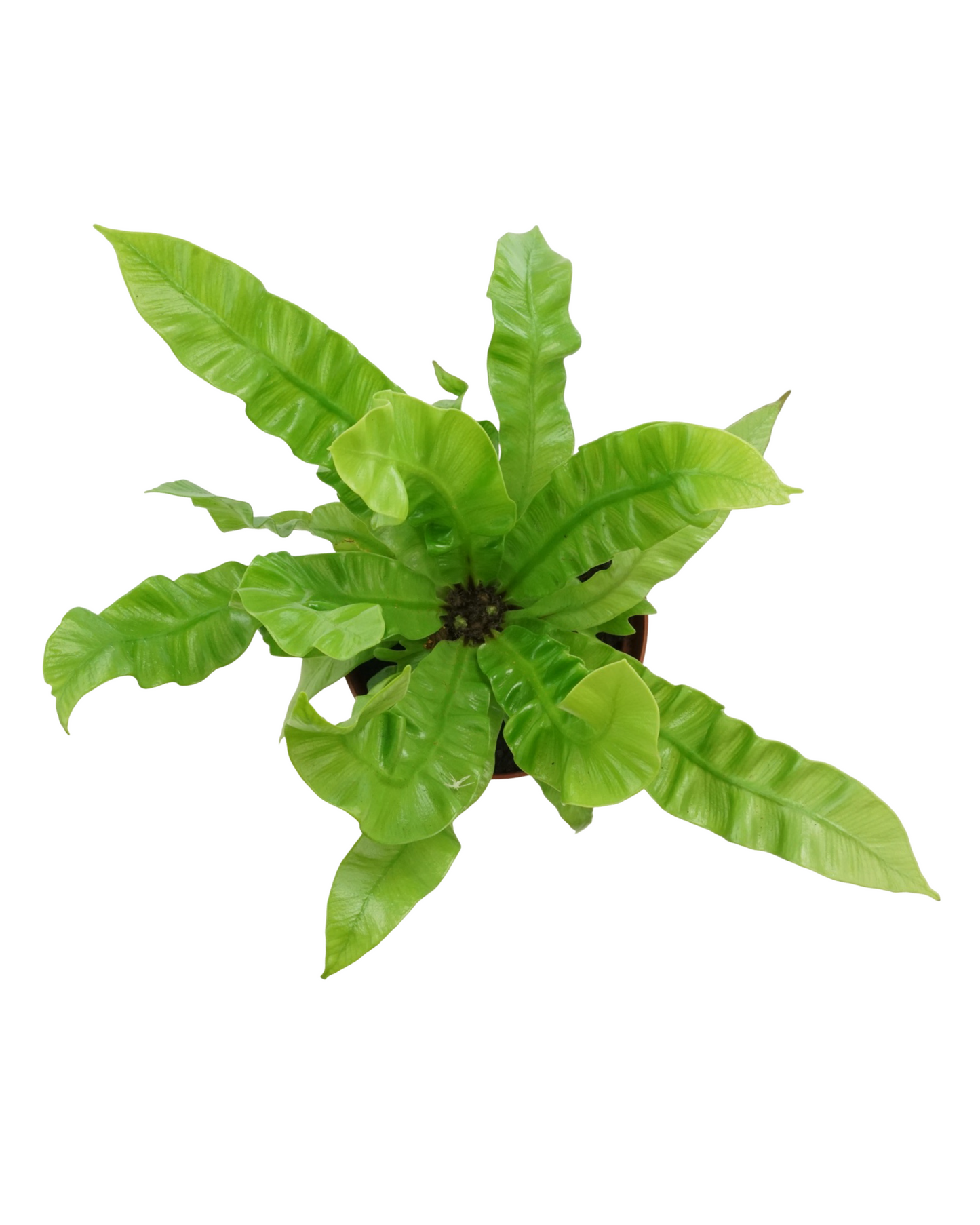 Asplenium nidus 'Crispy Wave'