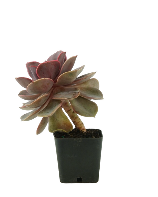 Echeveria 'Red Sky'