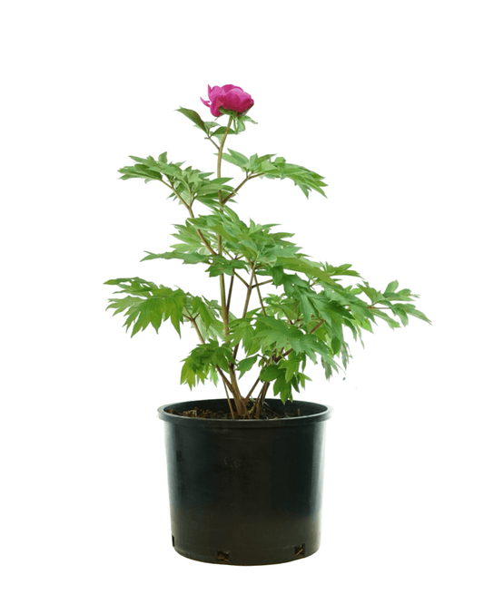 Paeonia x 'Gordon E Simonson' - The Garden Corner