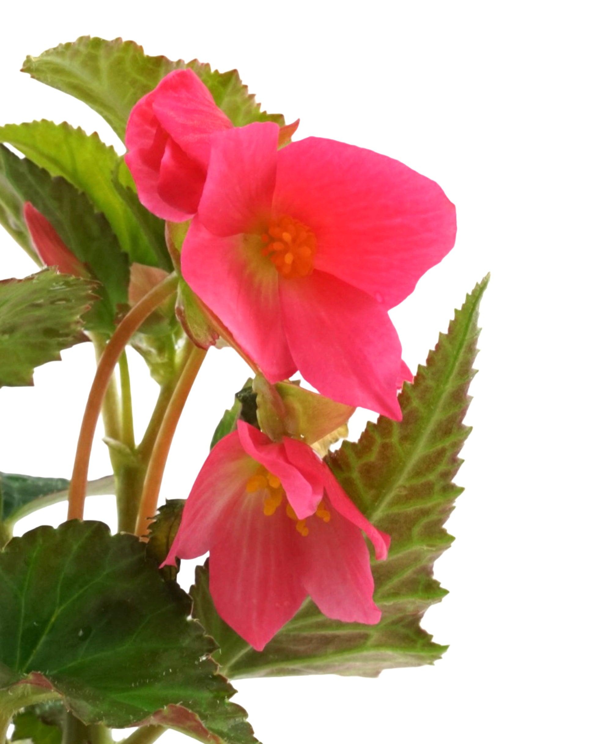 Begonia 'Dragon Wing Bronze Leaf Pink' 4 Inch - Annuals