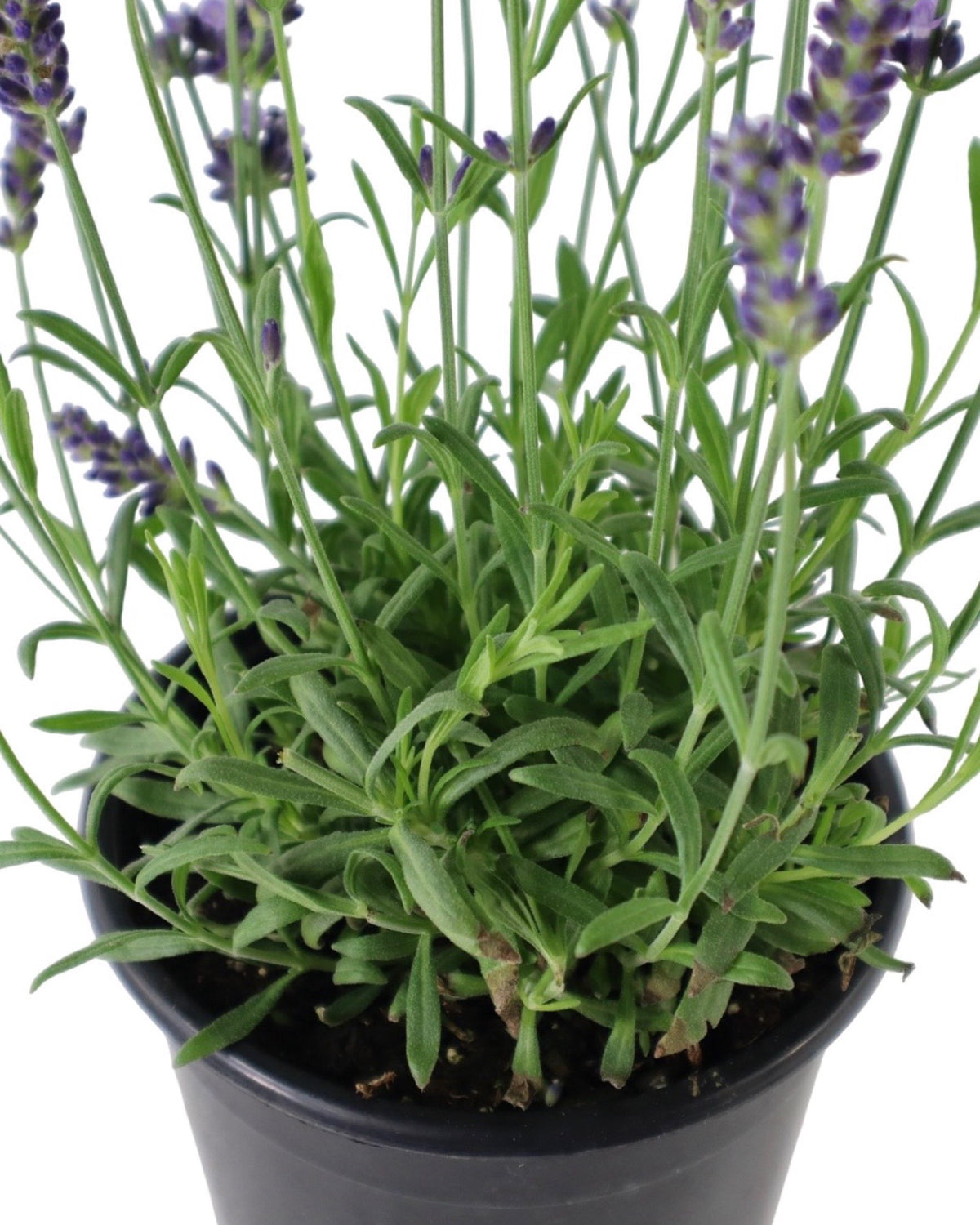 Lavandula angustifolia 'Blue Spear' - Herbs and Vegetables