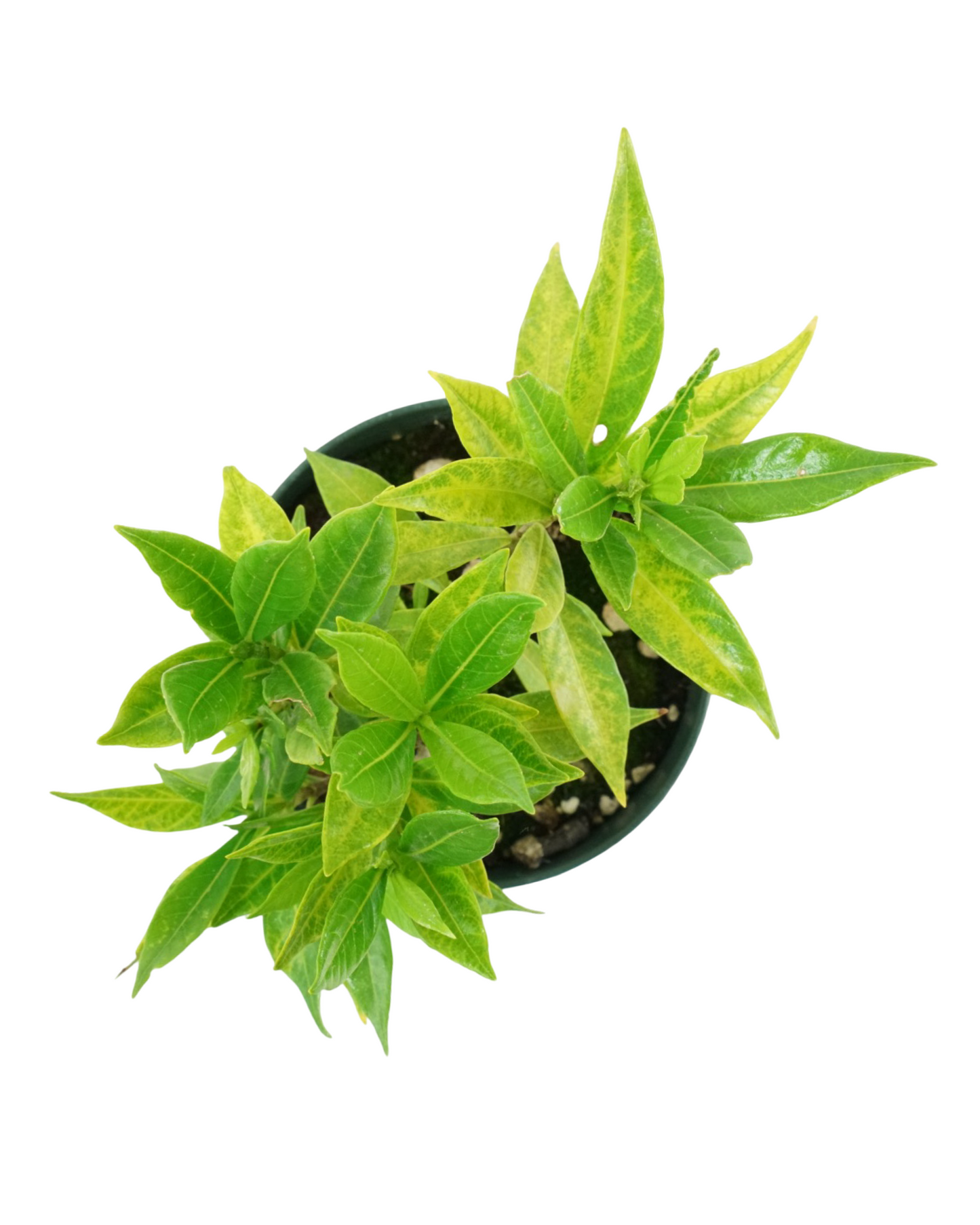 Gardenia jasminoides 'Frost Proof ' - Shrubs