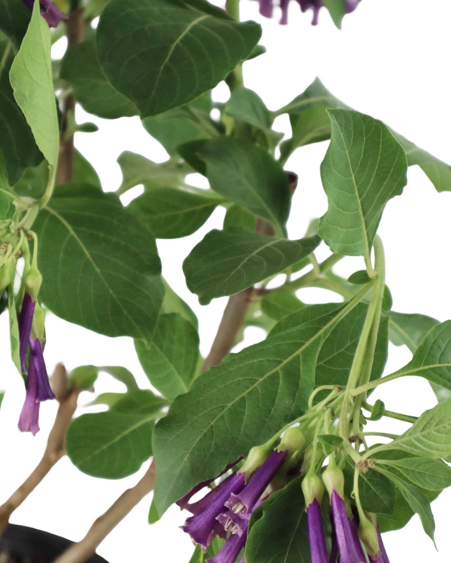 Iochroma cyaneum - Perennials