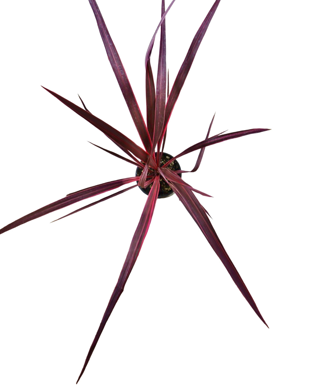 Cordyline banksii 'Electric Pink' - Perennials