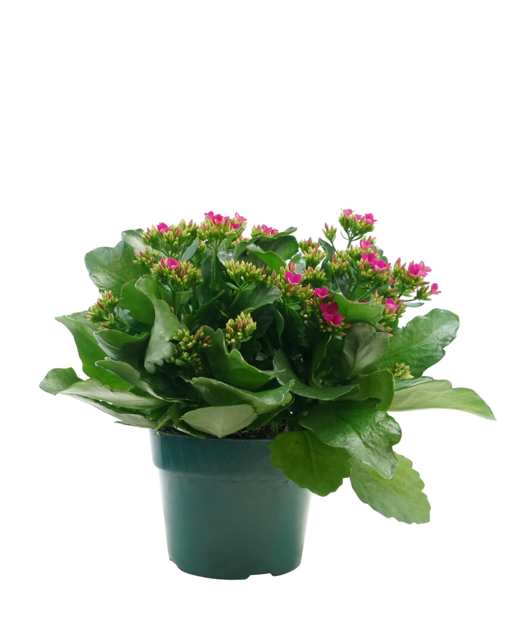 Kalanchoe Calandiva, Assorted - House Plants