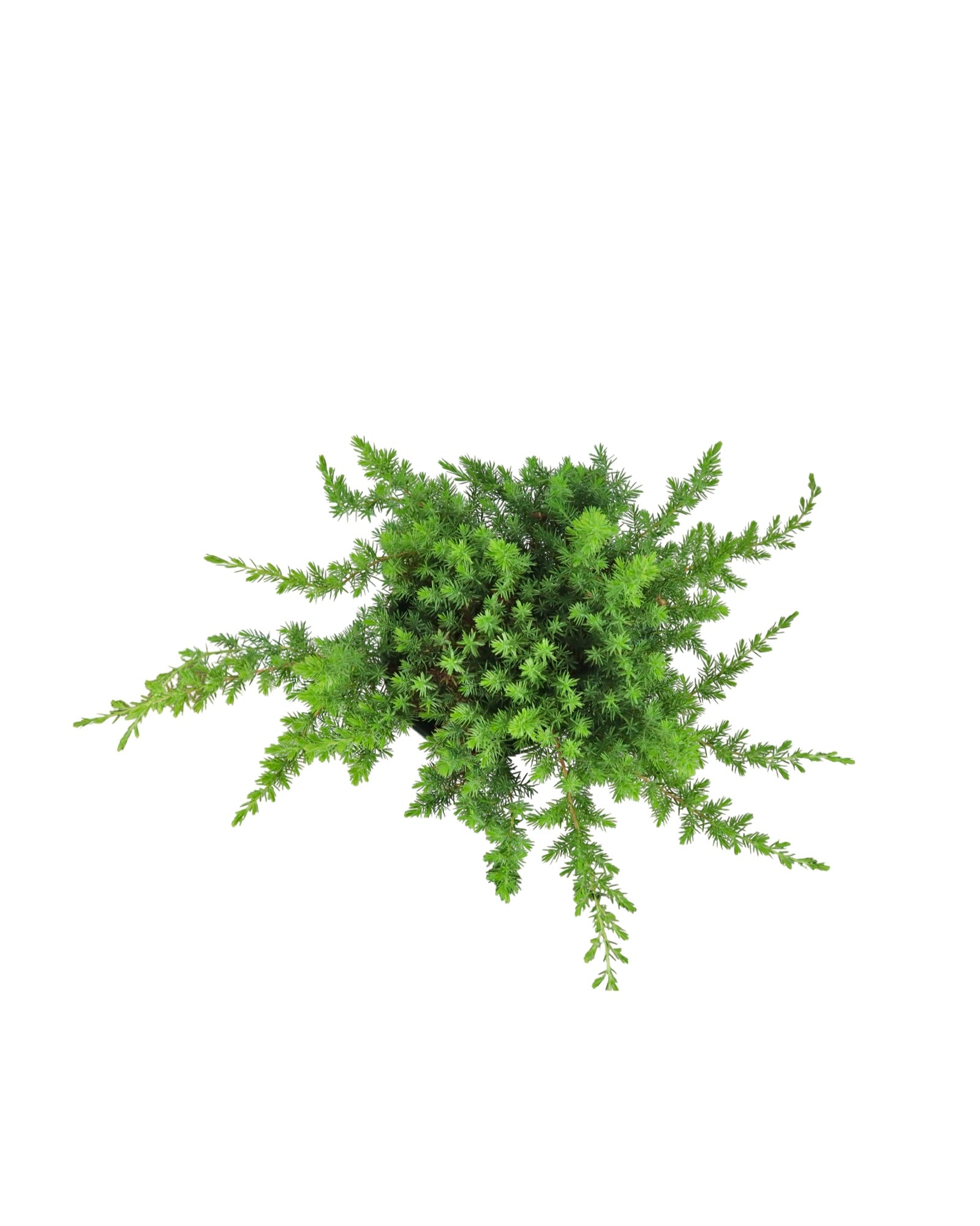 Juniperus conferta 'Blue Pacific' - Shrubs