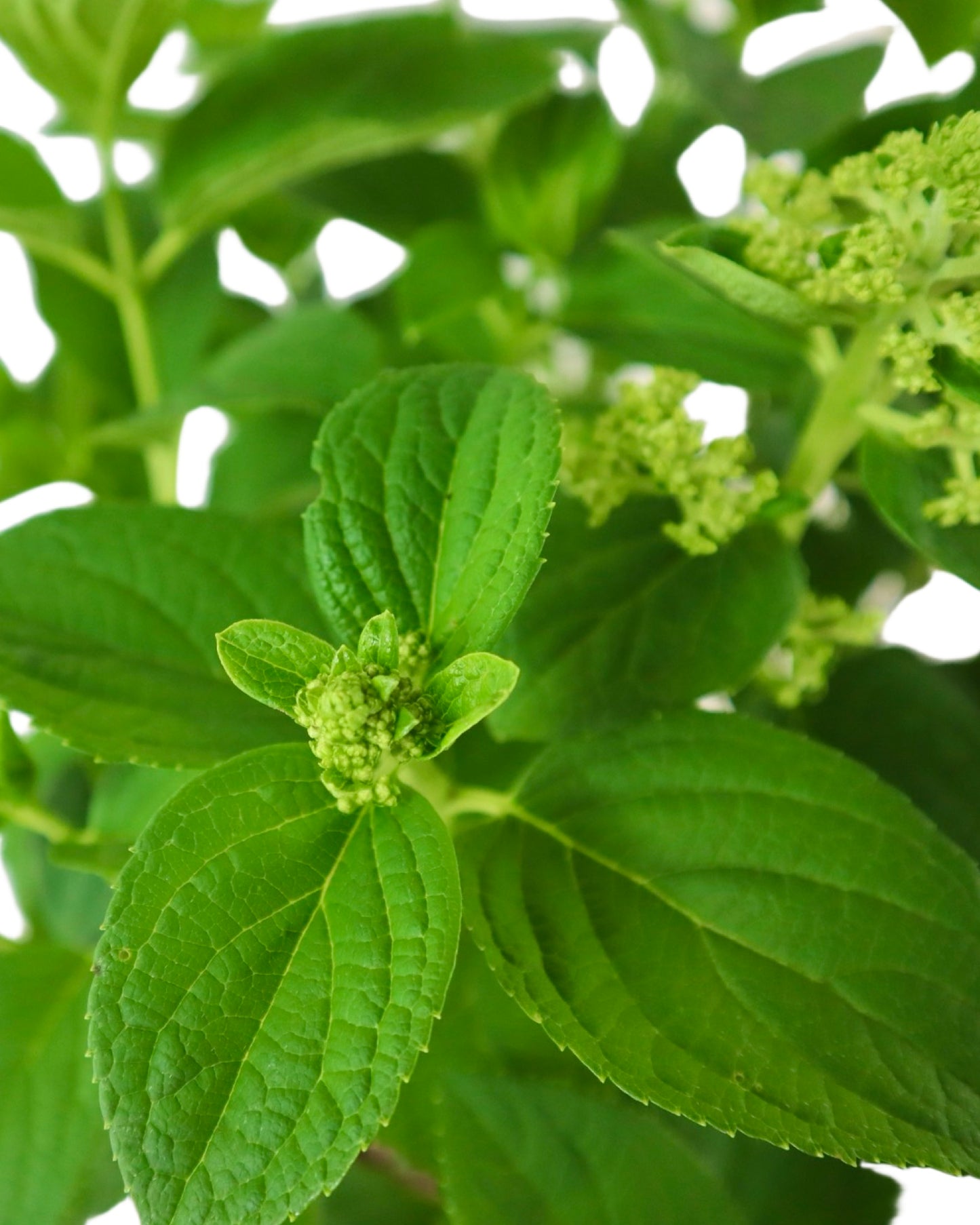 Hydrangea paniculata Little Hottie® - Shrubs