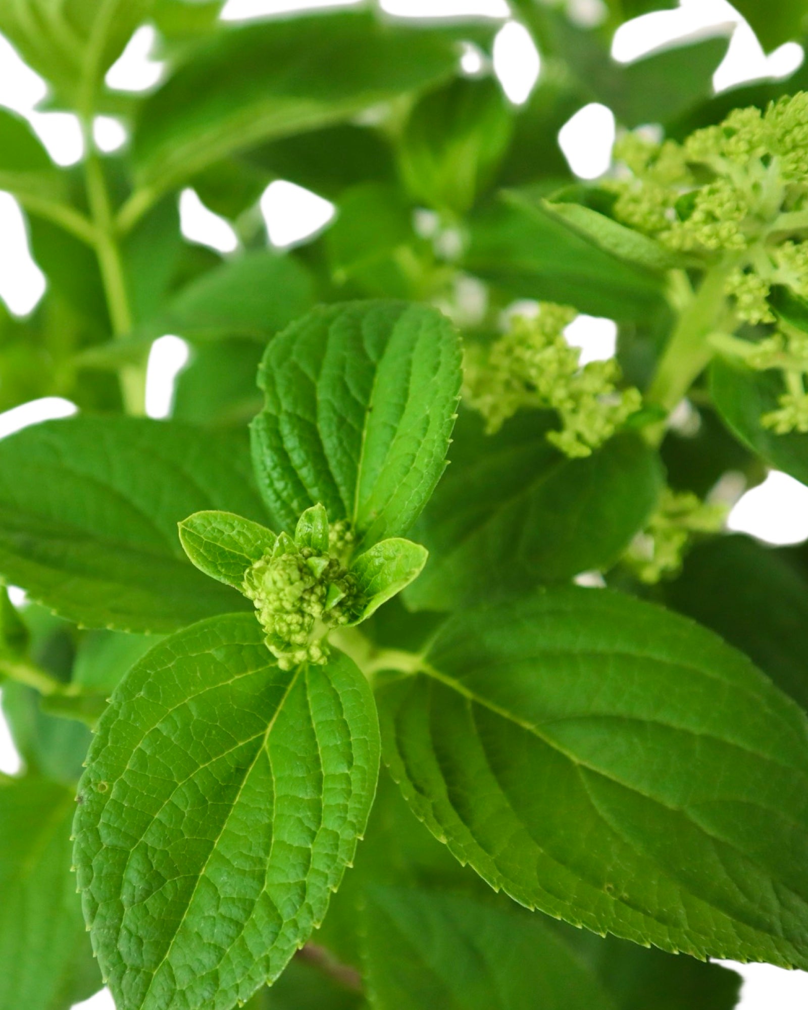 Hydrangea paniculata Little Hottie® - Shrubs