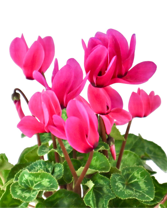 Cyclamen 'Elegante Neon Pink' - House Plants