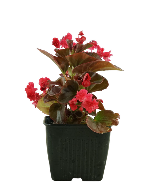 Begonia 'Doublet® Red' - Annuals