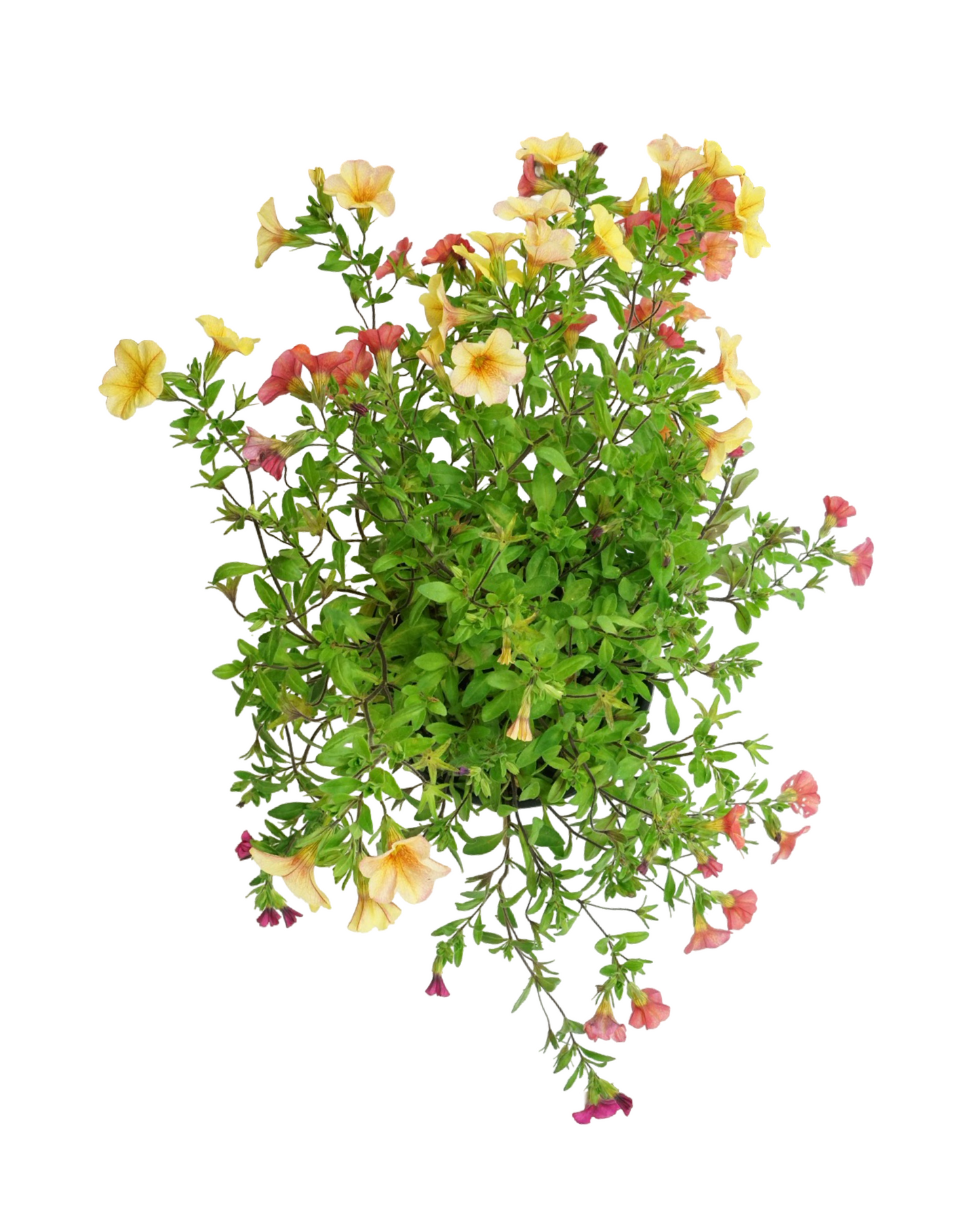 Calibrachoa 'Confetti Hawaiian Kona Kalani' - Annuals