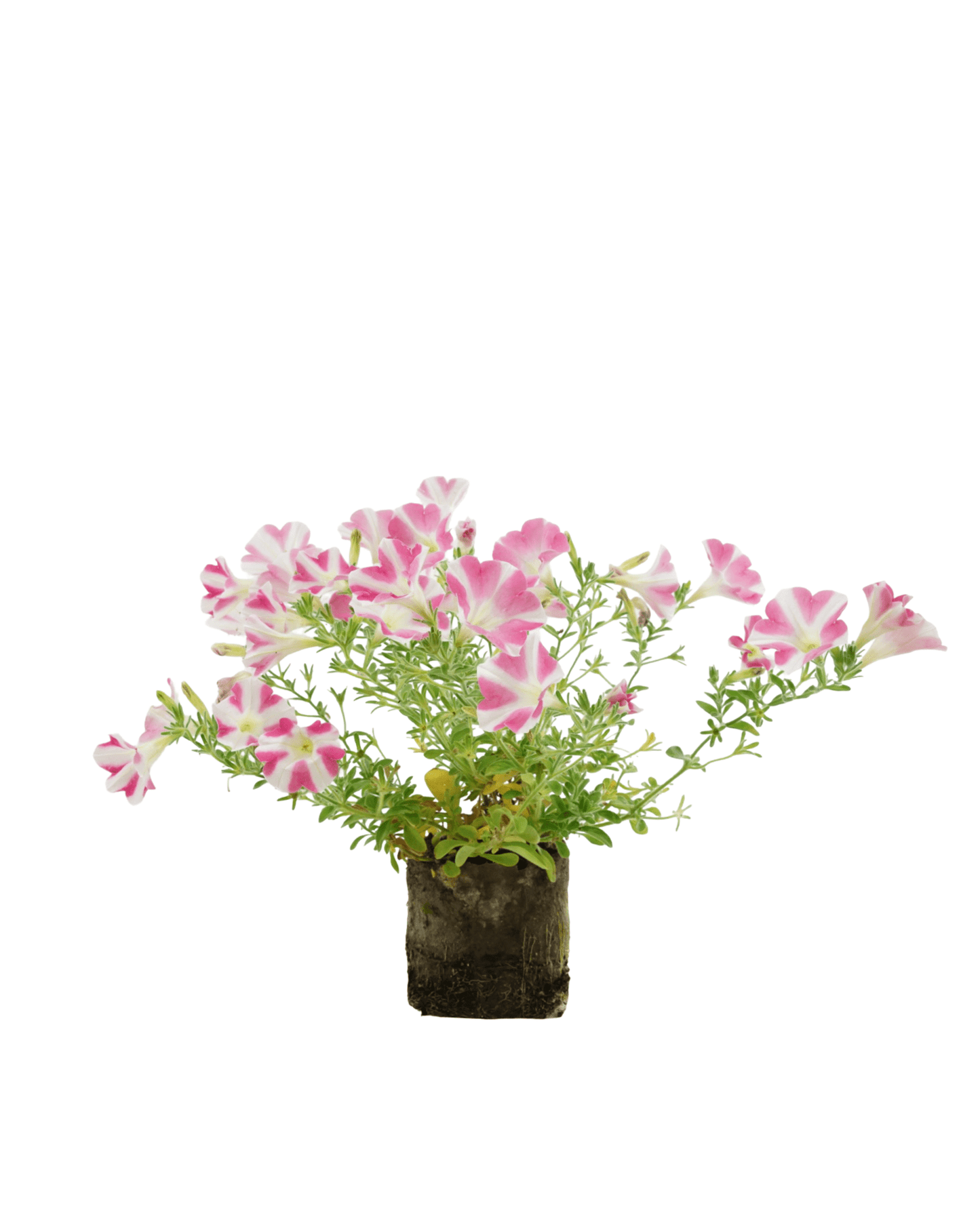Petunia 'Surfinia Heartbeat' - The Garden Corner