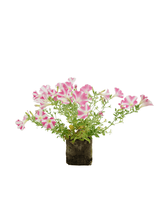 Petunia 'Surfinia Heartbeat' - The Garden Corner