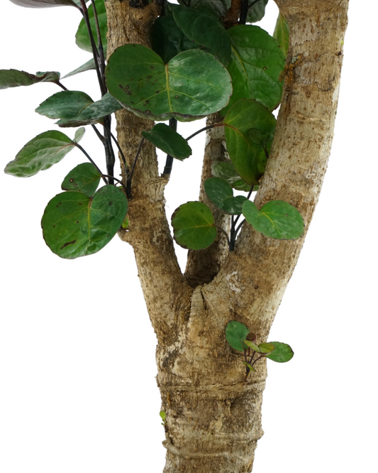 Polyscias scutellaria