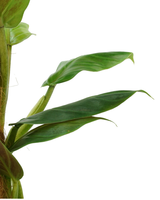 Philodendron subhastatum