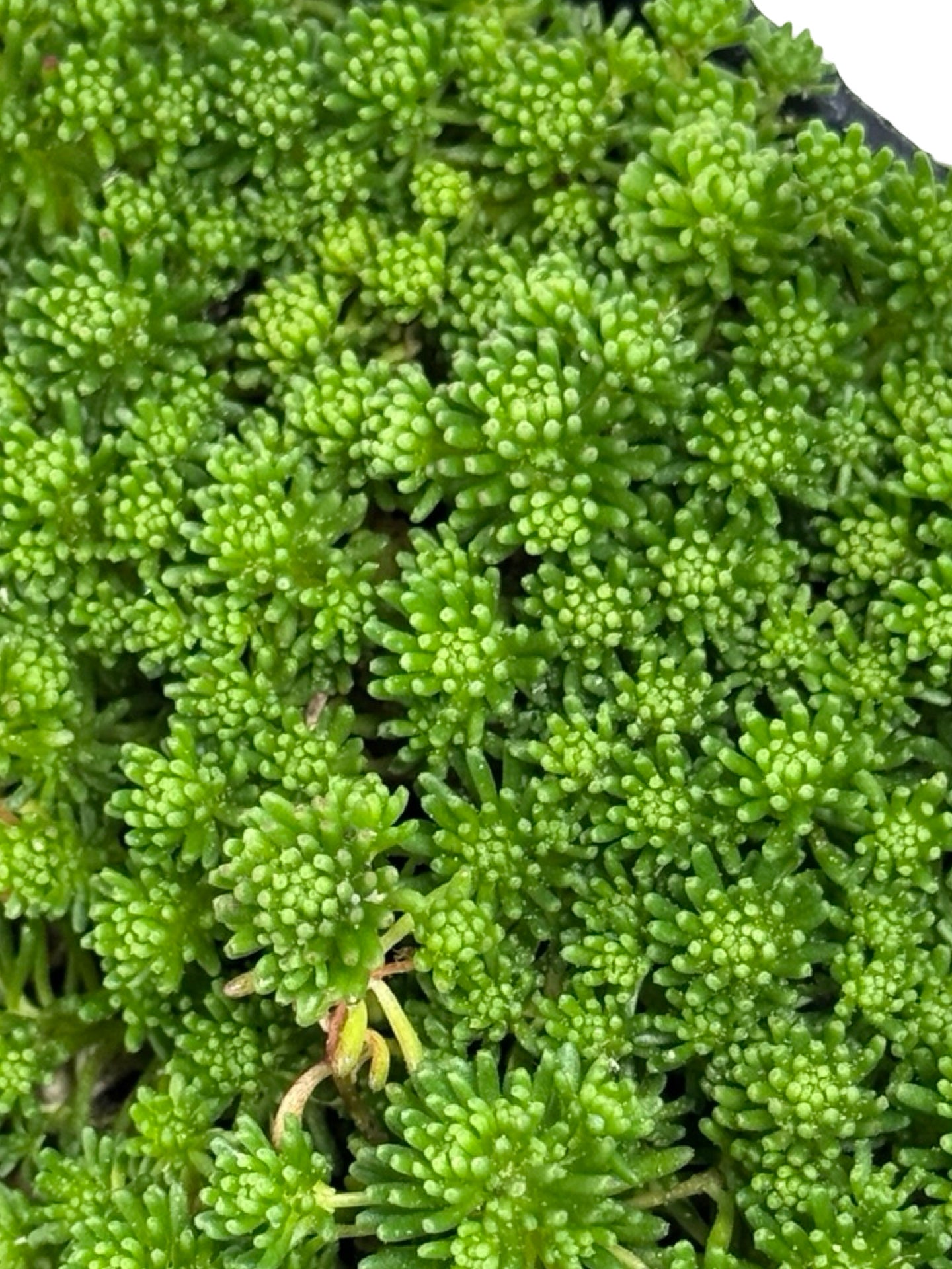 Sedum lydium - Groundcovers