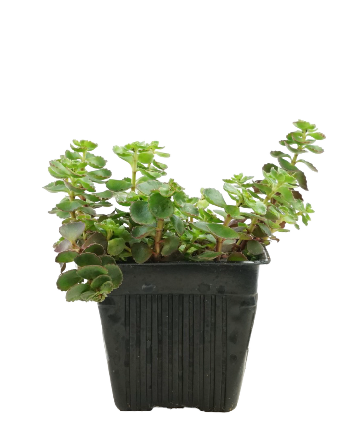 Sedum spurium 'Fuldaglut' - Perennials