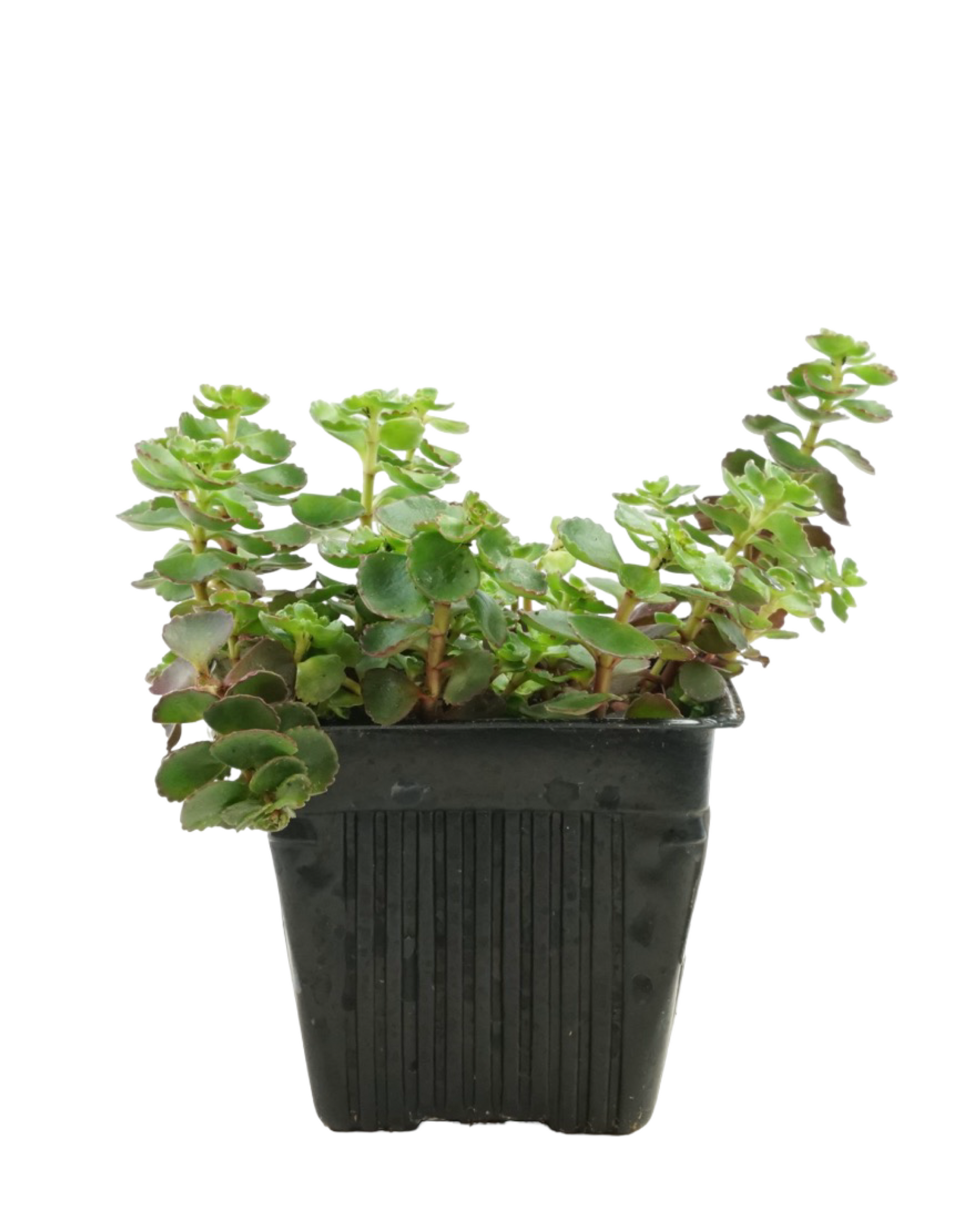 Sedum spurium 'Fuldaglut' - Perennials
