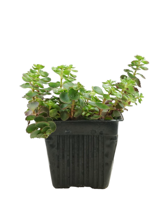 Sedum spurium 'Fuldaglut' - Perennials