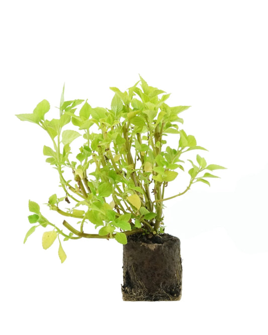 Coleus 'Chartres Street' - The Garden Corner