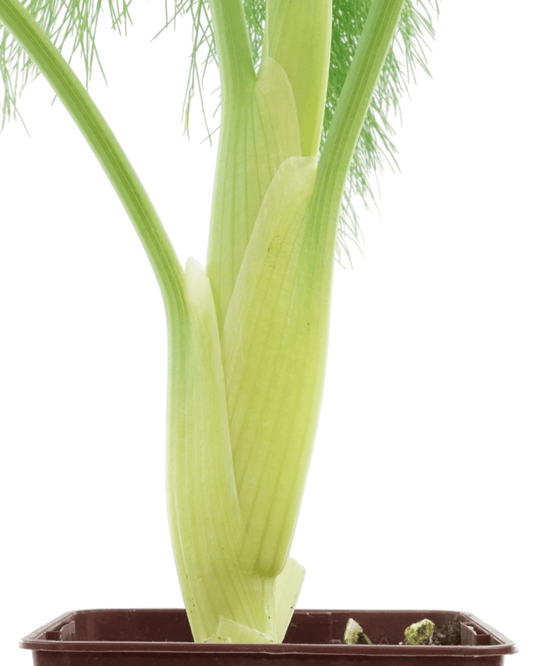 Fennel 4 Inch - The Garden Corner