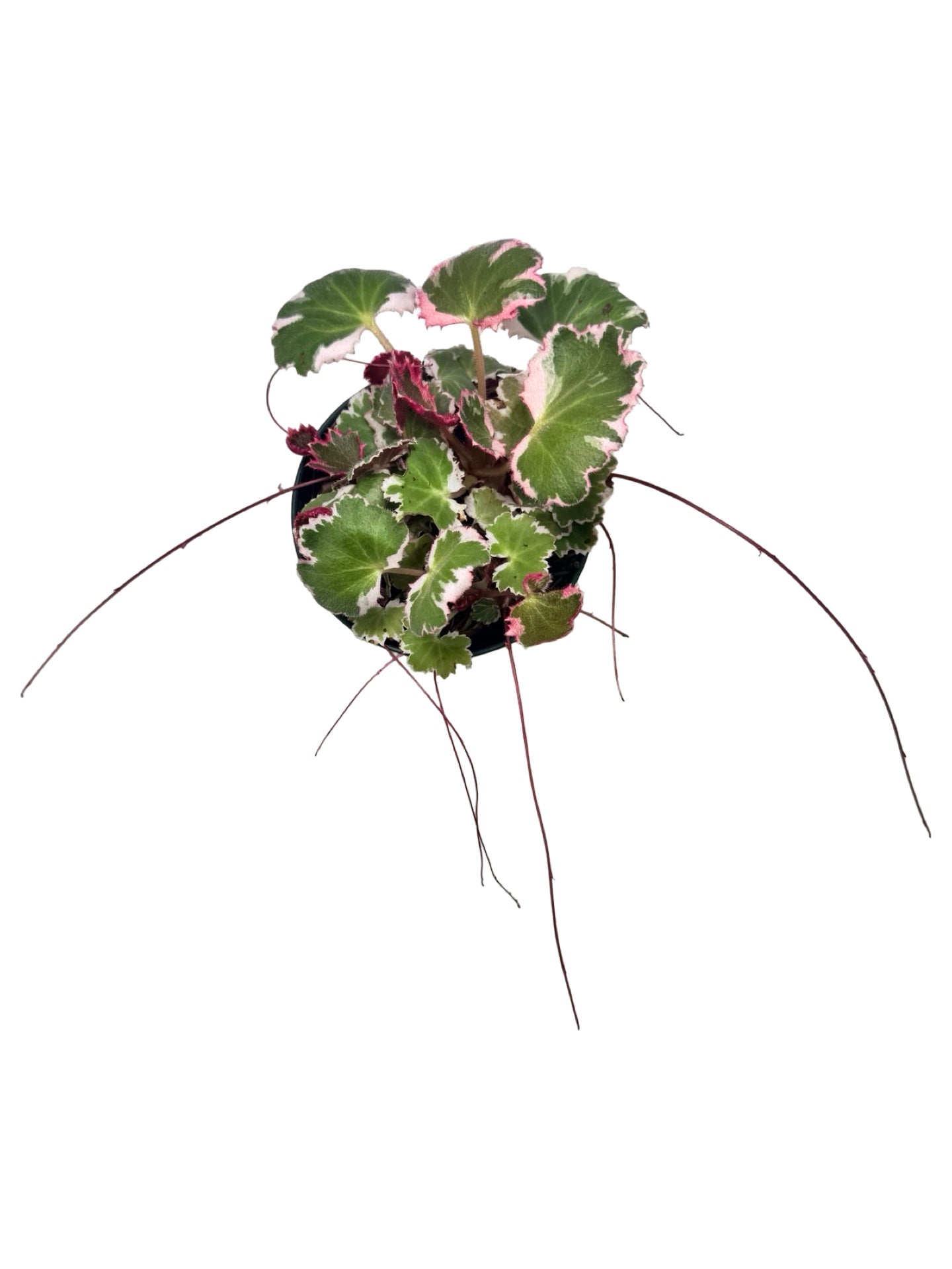 Saxifraga stolonifera Tricolor｜ストロベリベゴニア Saxifraga stolonifera 'Tricolor' – The Garden Corner